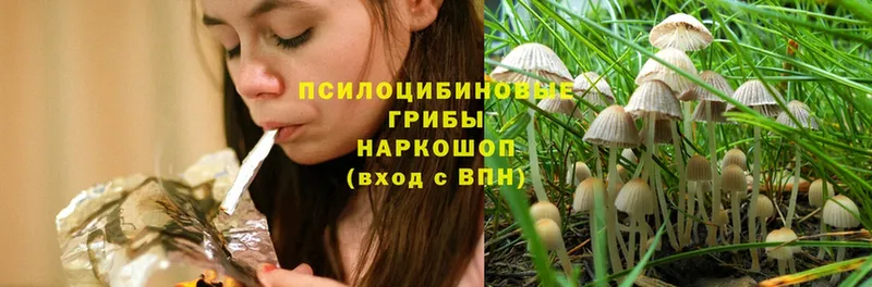 гидра вход  Нариманов  Псилоцибиновые грибы MAGIC MUSHROOMS 